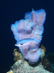 
Azure vase sponge - Callyspongia plicifera & Creolefish... by Gary Carpenter 